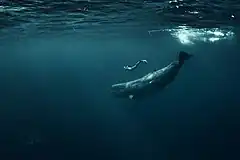 人間との交流（アゾレス諸島）