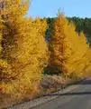 樹形の例 Larix larcina