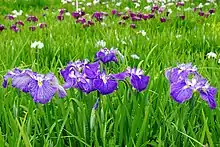 柳生花しょうぶ園