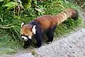 レッサーパンダ