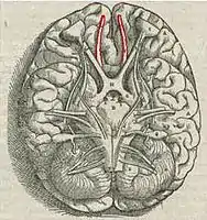 ヒトの脳を腹側から見た図。赤い部分の先端が嗅球。アンドレアス・ヴェサリウスのFabrica、1543年。