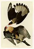 カンムリカラカラ (Caracara cheriway)