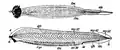 カタナメクジウオ属（Epigonichthys cultellus）