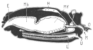 Opilio parietinus の雌の縦断面E: 直腸、H: 心臓、L: 産卵管、M: 口、Mb-Mf: 中腸、O: 上唇、U: 下唇
