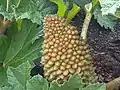コウモリガサソウの花序