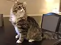 1歳のサイベリアン