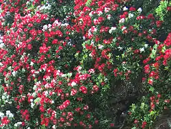 花期。