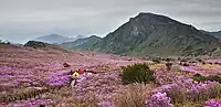 【琵瑟山】大邱の代表的な自然観光スポットである。毎年春には30万坪にわたってツツジの花が咲き誇り、素晴らしい景色を作り上げる。