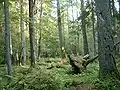 リス(Ліс, 森)