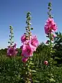 ピンク系統の花