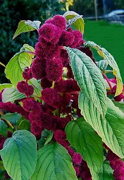 Amaranthus caudatus