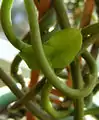 葉と茎