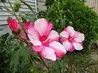 Hibiscus moscheutosアメリカフヨウ