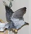 コイネズミヨウム（雌）