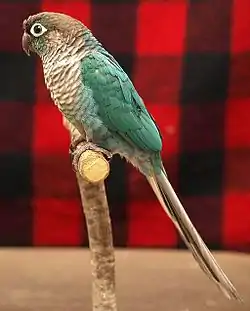 ホオミドリウロコインコ・ターコイズ,Turquoise