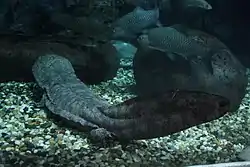 チュウゴクオオサンショウウオ