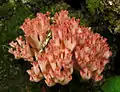 Ramaria botrytis