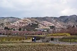 花見山公園