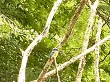 柿田川のカワセミ