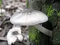 ビロードベニヒダタケ（英語版） Pluteus salicinus 本州、北海道。