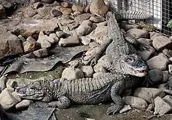 ヨウスコウアリゲーター