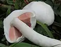 幼菌のひだはピンク色。ひだは柄に離生