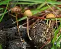トフンタケ（英語版） Deconica coprophila ウサギの糞など糞に発生。変色性がないため分類上Deconica属へ移動された。北海道、長野菅平、千葉九十九里浜、石川県。大津市、書籍によって毒性なしの記載。