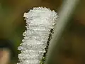 樹氷の拡大。粒状の氷が無数に凝集する。
