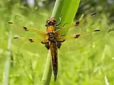 ヨツボシトンボ属ヨツボシトンボLibellula quadrimaculata