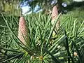 ヒマラヤスギ属の雄花