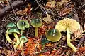 ワカクサタケ Hygrocybe psittacina 外国産のものから成分を微量に検出。石川、東北地方、栃木奥鬼怒、茨城県岩瀬。
