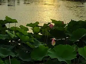 平池公園
