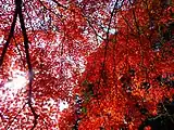 参道からモミジが立ち並び11月中旬には境内まで深紅に染まる。