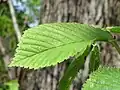 【参考】ニレ属の鋸歯は二重鋸歯 Ulmus glabra