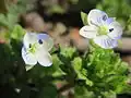 オオイヌノフグリ(オオバコ科)の花は2個の雄蕊をもつ