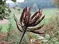 Astragalus glycyphyllos の豆果