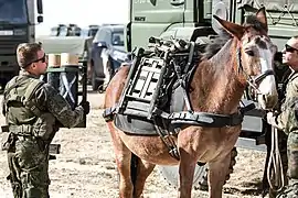 ドイツ連邦陸軍の荷鞍を装着したラバ（2015年）