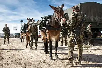 ドイツ連邦陸軍第230輜重駄獣運用教育センター所属のラバ、分解された迫撃砲を駄送する状況（2015年）