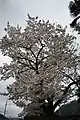 七箇にある桜