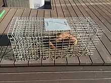 イタチを捕獲した箱罠