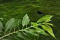 園内では珍しいアオハダトンボが見られる