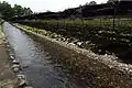 わさび園と湧水路（7月）