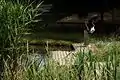 水辺の観察園路
