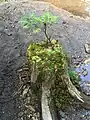 倒木更新したモミ属