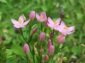 花。