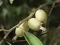 ヤナギバグミ(グミ科)の果実