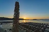 東広島市安芸津町。収穫。連に用いられる貝はホタテガイで、かつてはカキの殻やセトガイ・イタラガイが用いられていた。