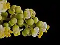 M. laurinaの花の拡大画像