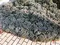 ブルースターの群生