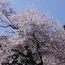虎尾桜(福智山中腹)